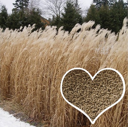 miscanthus pellets