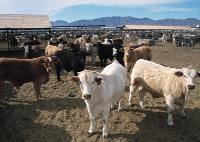 cattle_farming